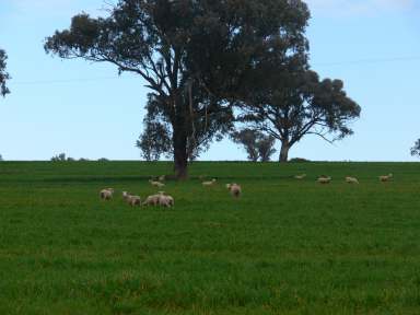 Farm For Sale - NSW - Canowindra - 2804 - Millambri  (Image 2)