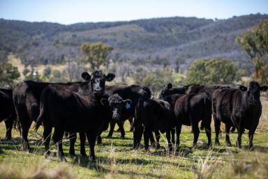 Farm Auction - NSW - Armidale - 2350 - "Snake Gully" - Great Location with a Development Play  (Image 2)