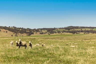 Farm For Sale - NSW - Crookwell - 2583 - Hazeldean  (Image 2)