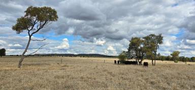 Farm Auction - QLD - Wallumbilla - 4428 - BEAUTIFUL BALANCE OF COUNTRY  (Image 2)