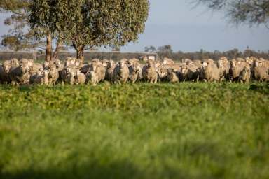 Farm For Sale - SA - Frances - 5262 - Neuarpurr - Intense irrigation, mixed farming  (Image 2)