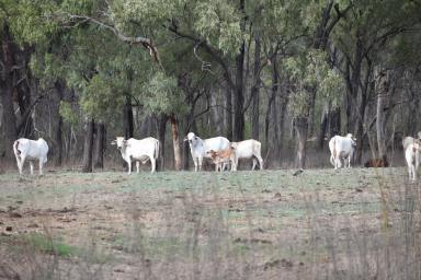 Farm Auction - QLD - Bogie - 4805 - "Glenroc Station"     
Don't miss this opportunity to acquire a well-equipped and well-located property.  (Image 2)