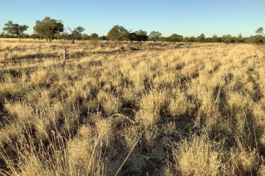 Farm Auction - QLD - Longreach - 4730 - A host of possibilities  (Image 2)