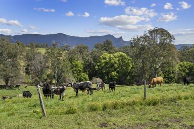 Farm For Sale - NSW - Brays Creek - 2484 - "Hazelnook" - Quality Cattle Opportunity, Quality lifestyle - Tweed Valley NSW  (Image 2)