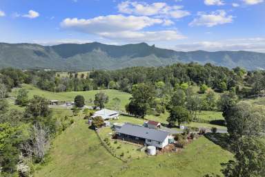 Farm For Sale - NSW - Brays Creek - 2484 - "Hazelnook" - Quality Cattle Opportunity, Quality lifestyle - Tweed Valley NSW  (Image 2)