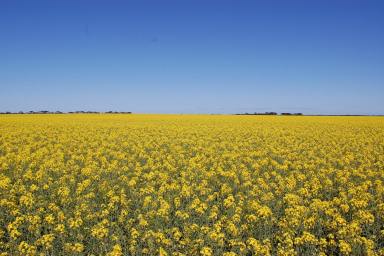 Farm For Sale - WA - Scaddan - 6447 - "BRAESIDE"  A VERY RARE OPPORTUNITY AT SCADDAN / ESPERANCE.  (Image 2)