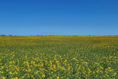 Farm For Sale - WA - Scaddan - 6447 - "BRAESIDE"  A VERY RARE OPPORTUNITY AT SCADDAN / ESPERANCE.  (Image 2)