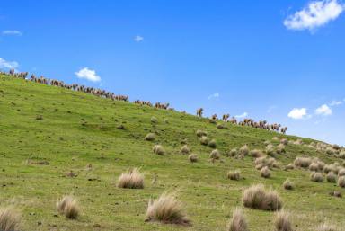 Farm For Sale - TAS - Ouse - 7140 - "Lachlan Vale"  (Image 2)