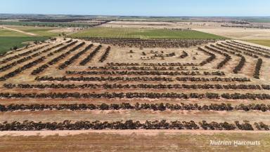 Farm For Sale - WA - Nangeenan - 6414 - TWO HUNDRED ACRES OF RURAL FARMLAND IN THE SHIRE OF MERREDIN  (Image 2)