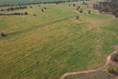 Farm For Sale - NSW - West Wyalong - 2671 - For Lease 'Kaisar Hill' 870 acres  (Image 2)