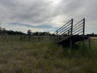 Farm For Sale - NSW - West Wyalong - 2671 - For Lease 'Kaisar Hill' 870 acres  (Image 2)