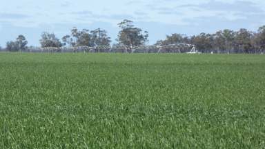 Farm For Sale - SA - Bordertown South - 5268 - Super Soils + Water = Grow Almost Anything  (Image 2)