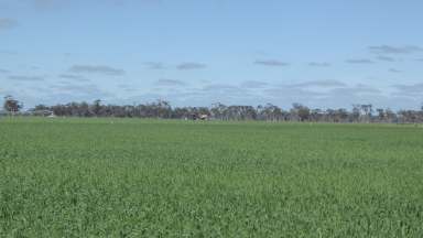 Farm For Sale - SA - Bordertown South - 5268 - Super Soils + Water = Grow Almost Anything  (Image 2)