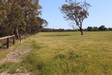 Farm For Sale - SA - Tintinara - 5266 - APPEALING CLOSE TO TOWN, RURAL LIFESTYLE OR ADD ON ACREAGE  (Image 2)