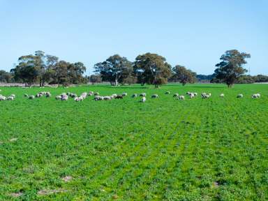 Farm For Sale - SA - Tintinara - 5266 - "Dandaraga" - As a Whole or in 3 Lots  Great Location, Flexible Lucerne Grazing, Irrigation, Crop  (Image 2)