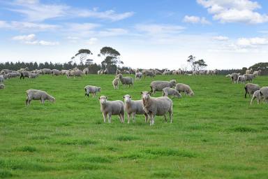 Farm For Sale - VIC - Dereel - 3352 - DELIGHTFUL PRODUCTIVE BALLARAT DISTRICT COUNTRY  (Image 2)