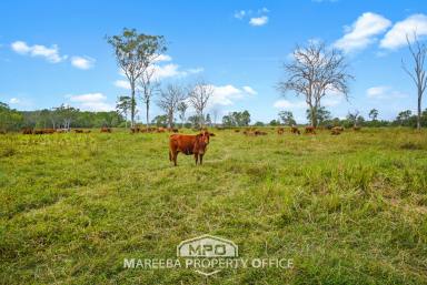 Farm For Sale - QLD - Biboohra - 4880 - LARGE SCALE FREEHOLD GRAZING LAND  (Image 2)