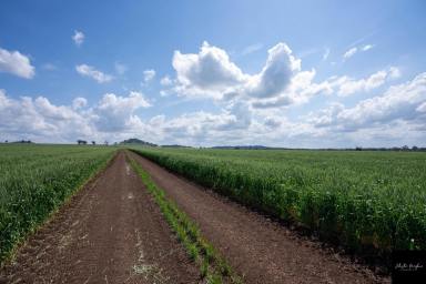 Farm For Sale - NSW - Mullaley - 2379 - GRAIN & BEEF POWERHOUSE IN HIGHLY REGARDED MULLALEY DISTRICT  (Image 2)