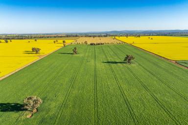 Farm Auction - NSW - Canowindra - 2804 - BEAUTIFUL FAMILY HOME SET ON 980ACRES* OF HIGH QUALITY COUNTRY!  (Image 2)