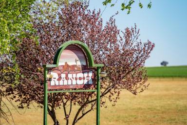 Farm Auction - NSW - Canowindra - 2804 - BEAUTIFUL FAMILY HOME SET ON 980ACRES* OF HIGH QUALITY COUNTRY!  (Image 2)