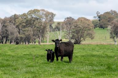 Farm Auction - NSW - Lyndhurst - 2797 - "Thornfield" - Blue Ribbon Property in Desirable Location!  (Image 2)