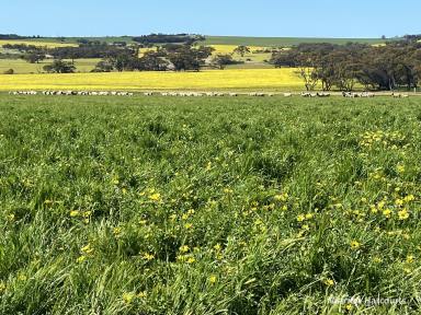 Farm Auction - WA - Cunderdin - 6407 - 'Yooralling' is renowned for production and is a rare, quality offering  (Image 2)