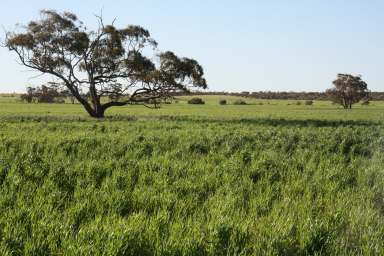 Farm For Lease - WA - Mullewa - 6630 - Speyside Estate  (Image 2)