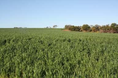 Farm For Lease - WA - Mullewa - 6630 - Speyside Estate  (Image 2)