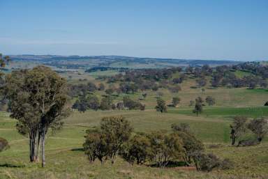 Farm Auction - NSW - Rockley - 2795 - "HILLVIEW" - Perfect Small Farm on Rockley's Doorstep.  (Image 2)