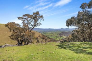 Farm For Sale - NSW - Argalong - 2720 - Lifestyle & Views!  (Image 2)