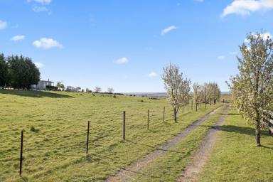 Farm For Sale - NSW - Goulburn - 2580 - Best Views Overlooking Lake George  (Image 2)