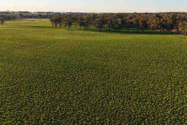 Farm For Sale - NSW - Wallendbeen - 2588 - Starfields - Prime Wallendbeen Mixed Farming  (Image 2)