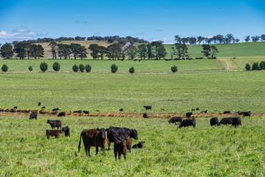 Farm For Sale - NSW - Goulburn - 2580 - Blue Ribbon 'Rosedale'  (Image 2)