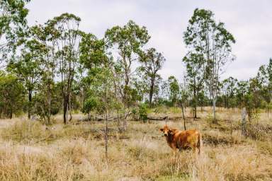 Farm For Sale - QLD - Boyne Valley - 4680 - Grazing Property With Two Different Access Roads  (Image 2)