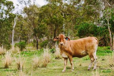 Farm For Sale - QLD - Boyne Valley - 4680 - Grazing Property With Two Different Access Roads  (Image 2)