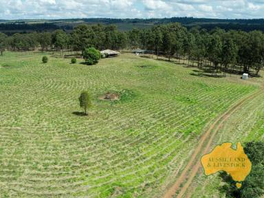 Farm For Sale - QLD - Stalworth - 4613 - Opportunity knocks, productive lifestyle property with ambiance and character  (Image 2)