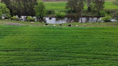 Farm For Sale - NSW - Inverell - 2360 - 'Holmwood'  (Image 2)