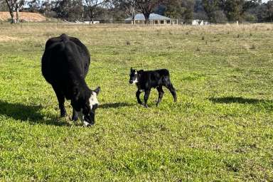 Farm For Sale - NSW - Mudgee - 2850 - Tightly Held Botobolar Valley  (Image 2)