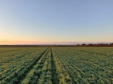 Farm For Sale - QLD - Norwin - 4356 - Opportunity to acquire a turn-key blue chip asset within the Darling Downs Region   (Image 2)