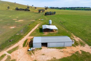 Farm Auction - NSW - Burrumbuttock - 2642 - QUALITY MIXED FARMING PROPERTY                       720*ACRES | 291.4*HA  (Image 2)