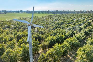 Farm For Sale - NSW - Barooga - 3644 - HIGHLY PRODUCTIVE ESTABLISHED AVOCADO ORCHARD - 137.16 Acres/ 55.5 Ha  (Image 2)