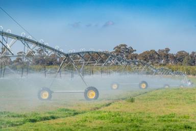 Farm For Sale - NSW - Barooga - 3644 - HIGHLY PRODUCTIVE ESTABLISHED AVOCADO ORCHARD - 137.16 Acres/ 55.5 Ha  (Image 2)