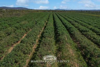 Farm For Sale - QLD - Mareeba - 4880 - COMMERCIAL AVOCADO FARM  (Image 2)