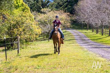 Farm For Sale - QLD - Palmwoods - 4555 - Lifestyle Horse-Friendly 4.3Ha: Dress Circle Acreage Belt  (Image 2)