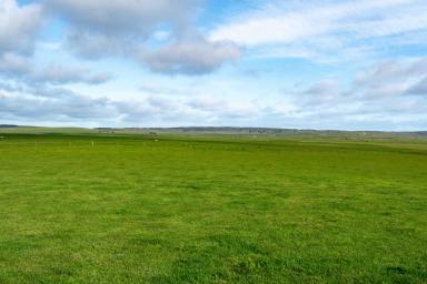 Farm For Sale - TAS - Rushy Lagoon - 7264 - Large scale dairy and livestock operation located in north-east Tasmania.  (Image 2)