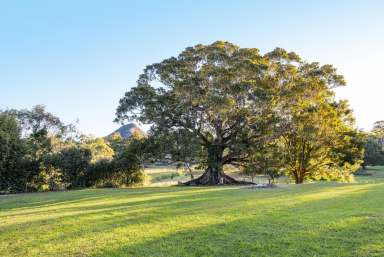 Farm Sold - QLD - Cooran - 4569 - Charming Modern Queenslander - Your Dream Acreage Awaits!  (Image 2)