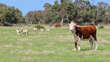 Farm For Sale - SA - Mount Benson - 5275 - Baxters Hill  (Image 2)