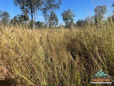 Farm For Sale - QLD - CHARTERS TOWERS - 4820 - “Hopewell Station” Quality breeding enterprise, North of Charters Towers  (Image 2)