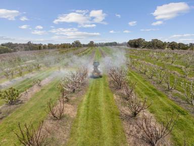 Farm For Sale - NSW - Young - 2594 - Export Quality, Commercial Cherry Orchard - Young Hilltops Region  (Image 2)