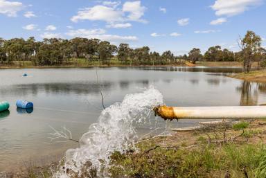 Farm For Sale - NSW - Young - 2594 - Export Quality, Commercial Cherry Orchard - Young Hilltops Region  (Image 2)